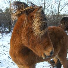 Islænder Loki fra Gjesbækgård