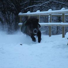 Shetlænder Magnum :) NUMSEN :D <3