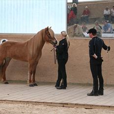 Islænder Sóley frá Steinsholti