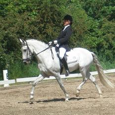 Hollandsk Sportspony Look At Me - SOLGT