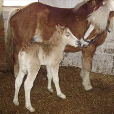 Haflinger Firefly Lindegaard solgt