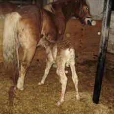 Haflinger Firefly Lindegaard solgt