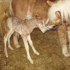 Haflinger Firefly Lindegaard solgt