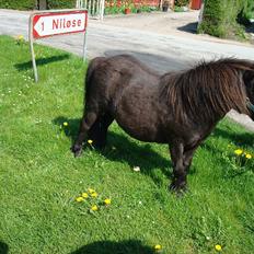 Shetlænder Soelbergs petit