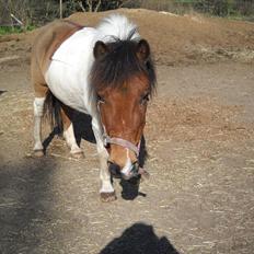 Anden særlig race Perle *RIDE SKOLENS*