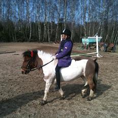 Anden særlig race Perle *RIDE SKOLENS*