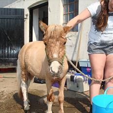 Anden særlig race benny 