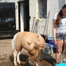 Anden særlig race benny 