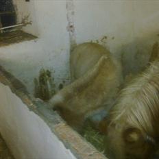 Anden særlig race benny 