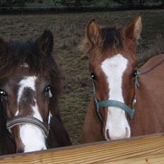 Welsh Cob (sec D) prop 
