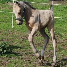 Palomino Skadekærs Expencive Goldl