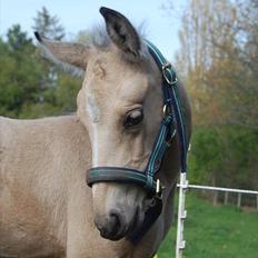 Palomino Skadekærs Expencive Goldl