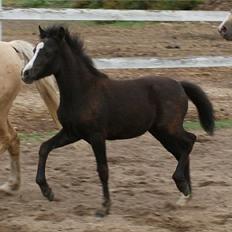 Welsh Mountain (sec A) Englykke's Espresso