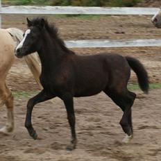 Welsh Mountain (sec A) Englykke's Espresso