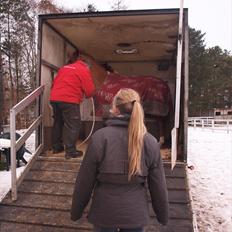 Tysk Sportspony Dakota 195 (min egen)<3