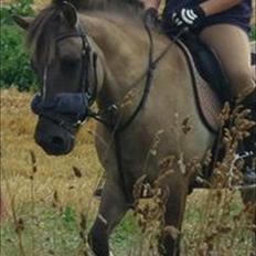 Anden særlig race Lola