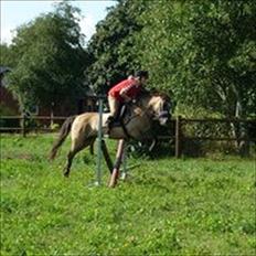 Anden særlig race Lola