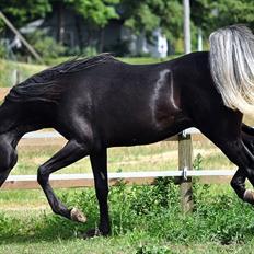 Arabisk fuldblod (OX) GS Sharif Ibn Gamil 