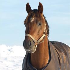 Tysk Sportspony Malibu