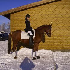 Tysk Sportspony Malibu