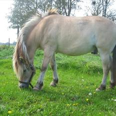 Fjordhest Lipton 