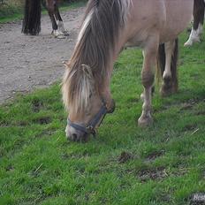 Fjordhest Lipton 