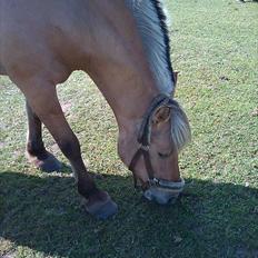Anden særlig race Kikki <3<3 min prinsesse<3