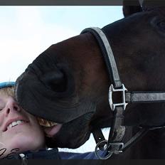Dansk Varmblod Lyngbjergs Roman Touch