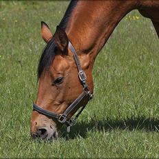 Dansk Varmblod Fredbo´s Impala - SAVNET