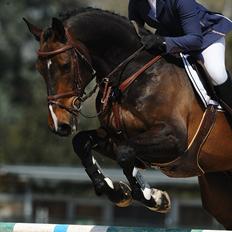 Dansk Varmblod - Caliber