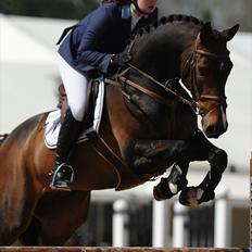 Dansk Varmblod - Caliber