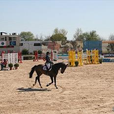 Dansk Varmblod - Caliber