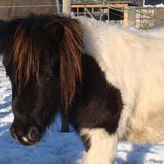 Shetlænder Stjernens mini Isak
