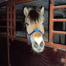 Fjordhest Lukas