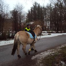 Fjordhest Lukas