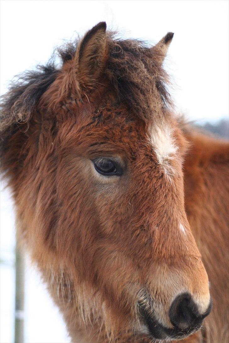 Anden særlig race Bella-Luna - Prinsessen med vinterfrakke på <3 billede 11