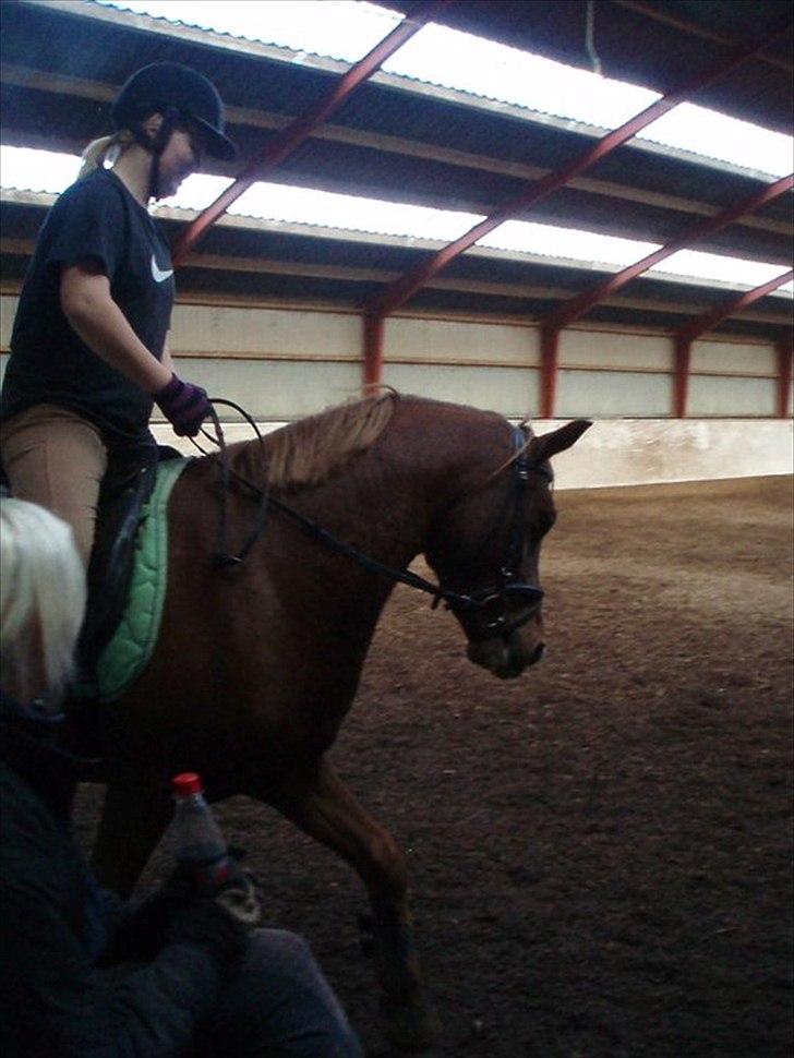 Welsh Pony (sec B) Laban billede 2