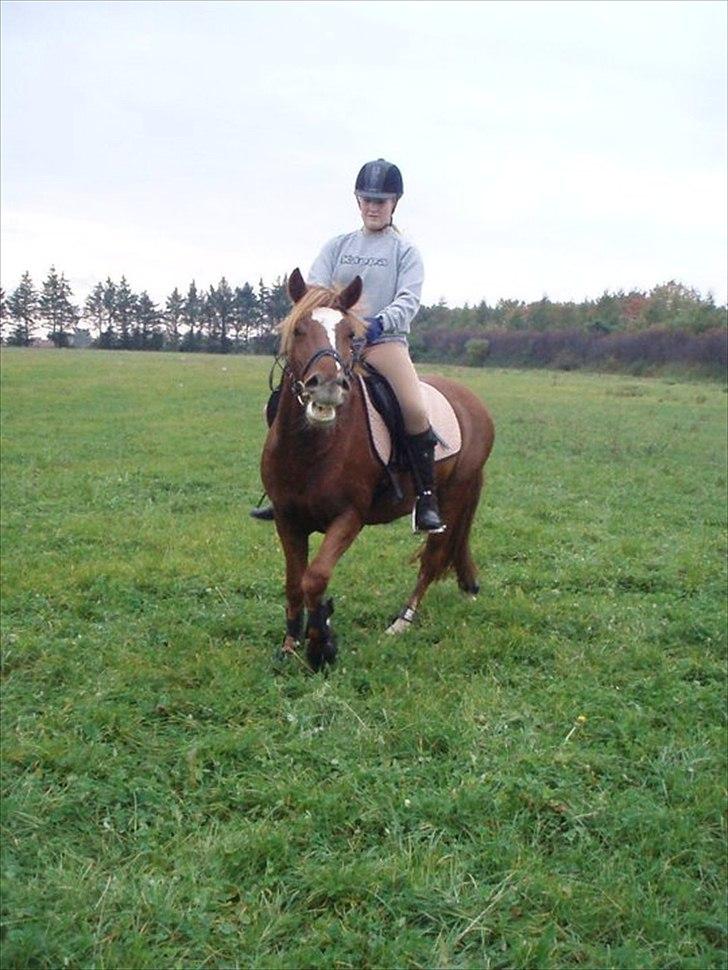 Welsh Pony (sec B) Laban billede 3