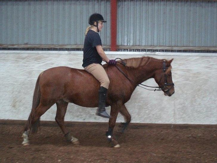 Welsh Pony (sec B) Laban billede 4