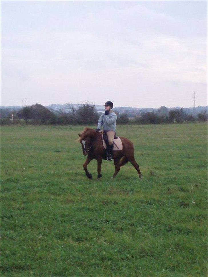 Welsh Pony (sec B) Laban billede 5