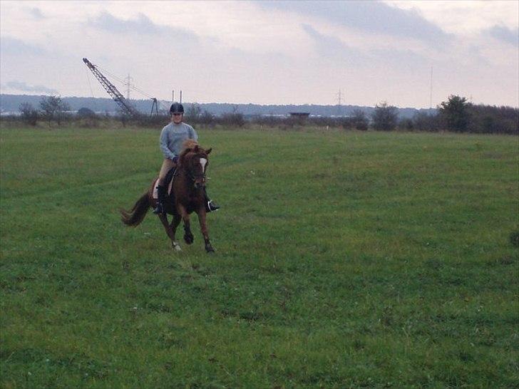 Welsh Pony (sec B) Laban billede 6