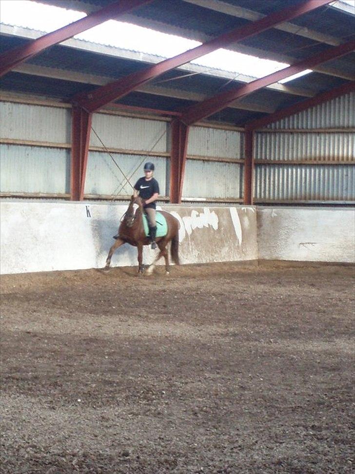 Welsh Pony (sec B) Laban billede 7