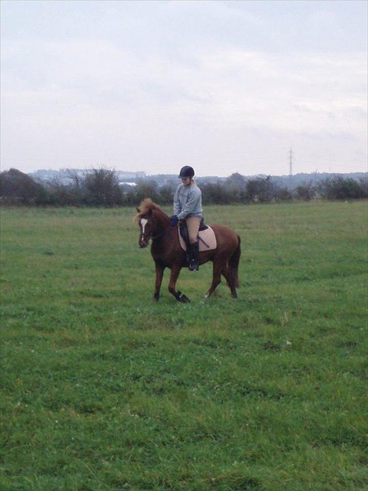 Welsh Pony (sec B) Laban billede 8