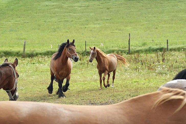 Belgier Malibu - 1. dag på den nye fold, august 2010 billede 4