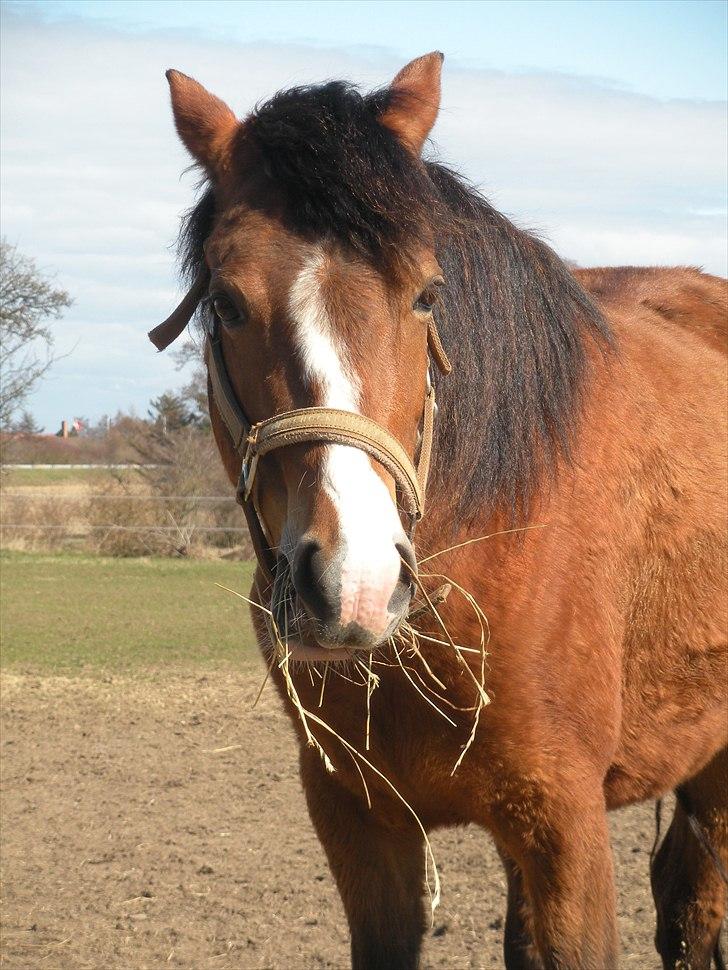 New Forest Montana´s Aurora (UDLÅNT) billede 7