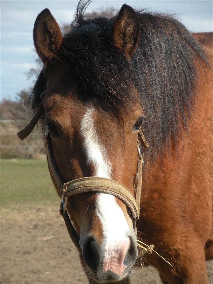 New Forest Montana´s Aurora (UDLÅNT) billede 8