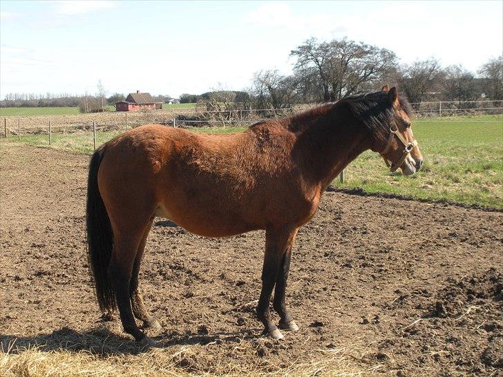 New Forest Montana´s Aurora (UDLÅNT) billede 9