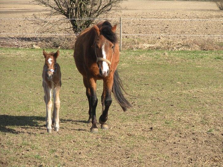 New Forest Montana´s Aurora (UDLÅNT) billede 10