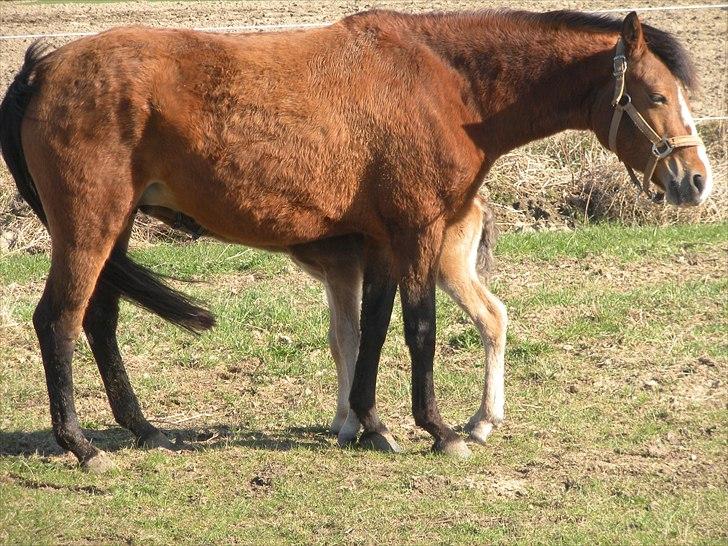 New Forest Montana´s Aurora (UDLÅNT) billede 12