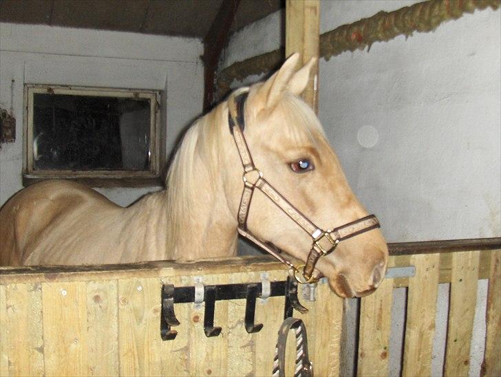 Anden særlig race Zantiago/Felix (Solgt til malene) - Lille mandens nye hjem billede 7